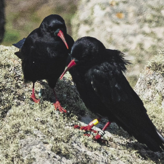 Video animation of greeting card, showing two choughs apparently in conversation on lichen covered granite boulders