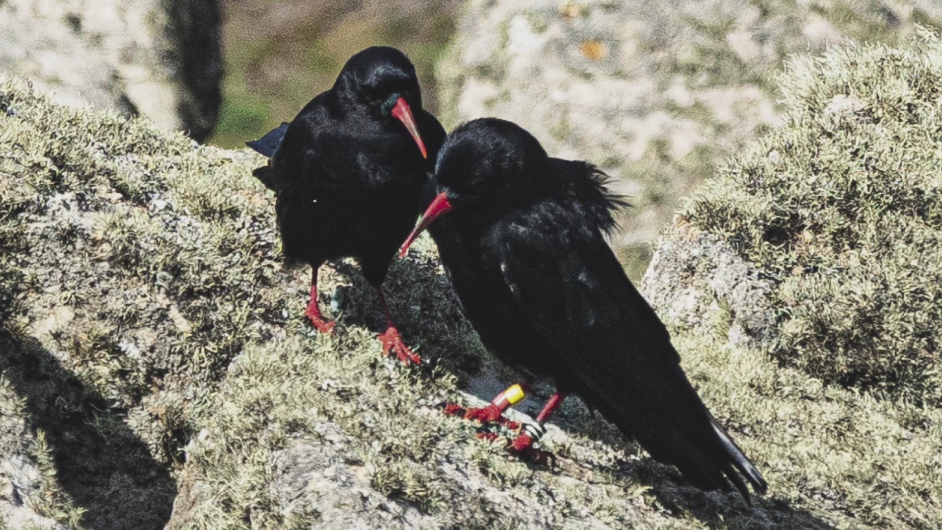 Video animation of greeting card, showing two choughs apparently in conversation on lichen covered granite boulders