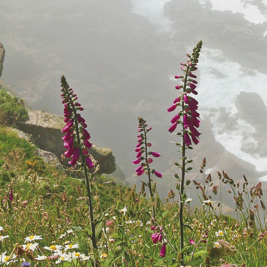 Video animation of greeting card image depicting wildflowers on a cliff above rocks and waves
