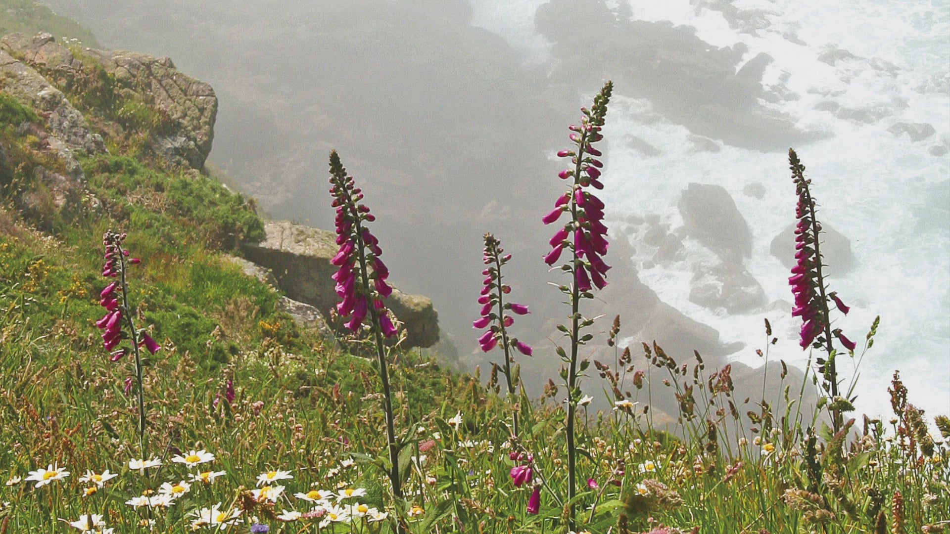 Video animation of greeting card image depicting wildflowers on a cliff above rocks and waves