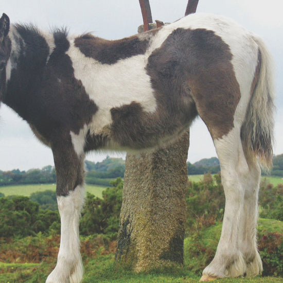 Video animation of a greetings card showing a young moorland pony leaning against a traditional granite signpost, pointing in four different directions, one of which is Mount!