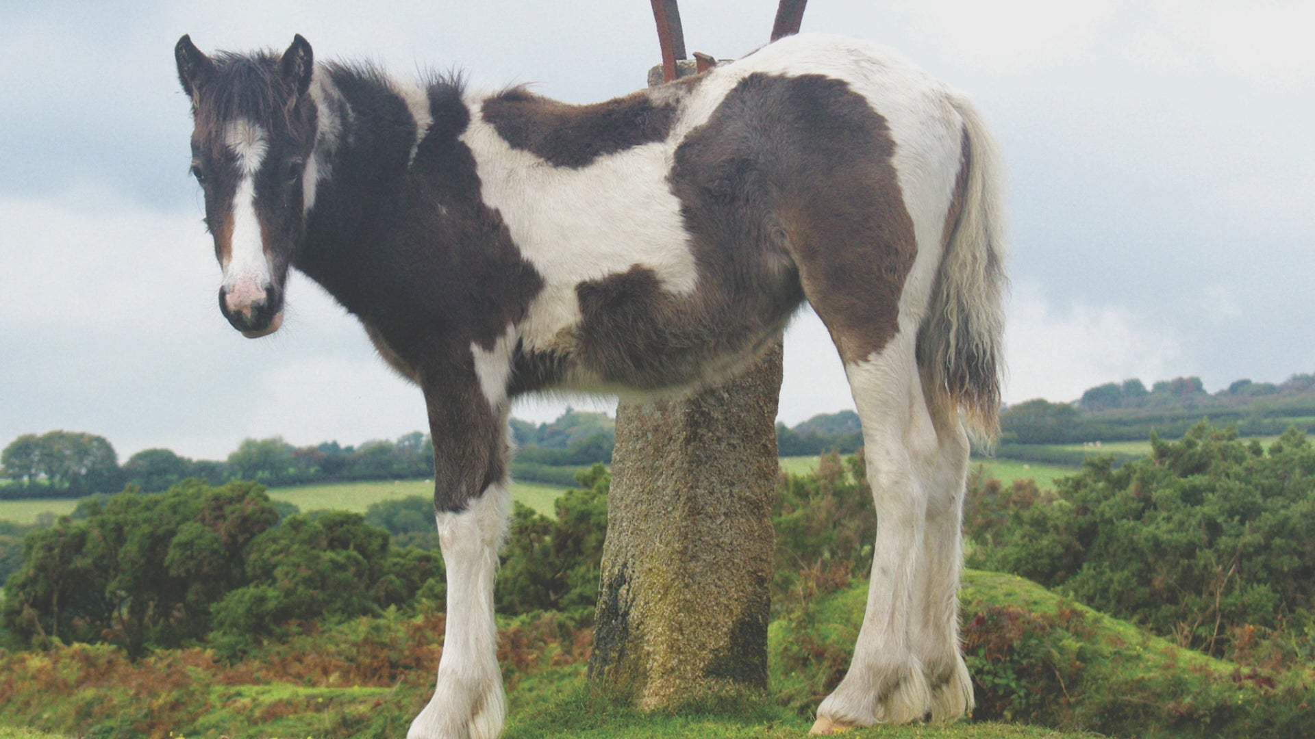 Video animation of a greetings card showing a young moorland pony leaning against a traditional granite signpost, pointing in four different directions, one of which is Mount!