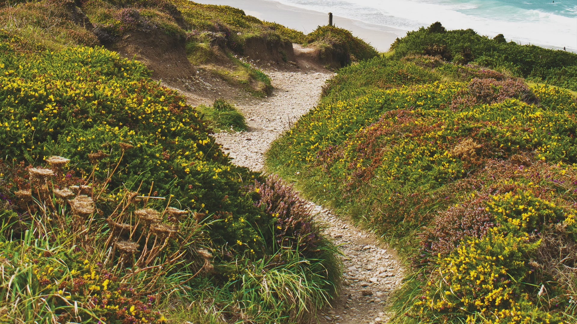 Video animation of a greeting card featuring the Cornish coast path between Chapel Porth and Porthtowan, with wildflowers in the foreground and the sea and coastline in the distance