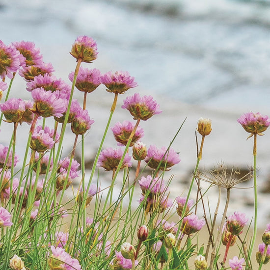 Video animation of greetings card featuring Sea Pinks