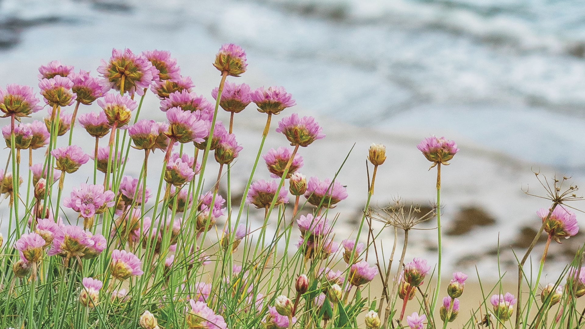 Video animation of greetings card featuring Sea Pinks
