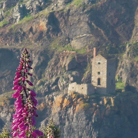 Video animation of greeting card, showing The Crowns at Botallack, with a mass of colourful foxgloves in the foreground