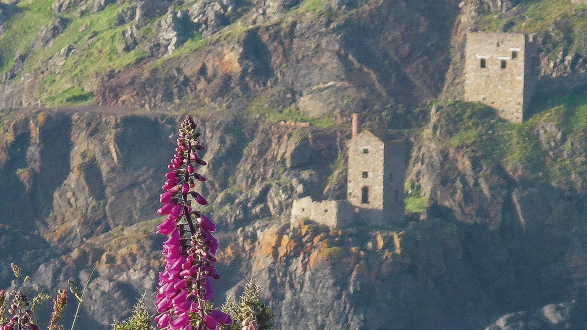 Video animation of greeting card, showing The Crowns at Botallack, with a mass of colourful foxgloves in the foreground
