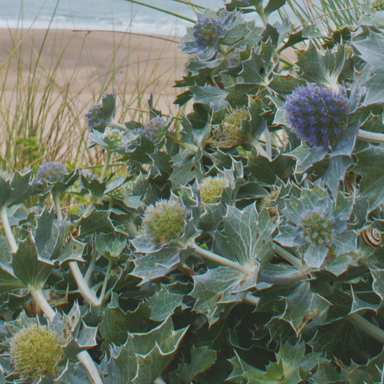 Video animation of a greeting card showing Sea Holly in bloom at Holywell, with the beach and Carter's Rocks in the background