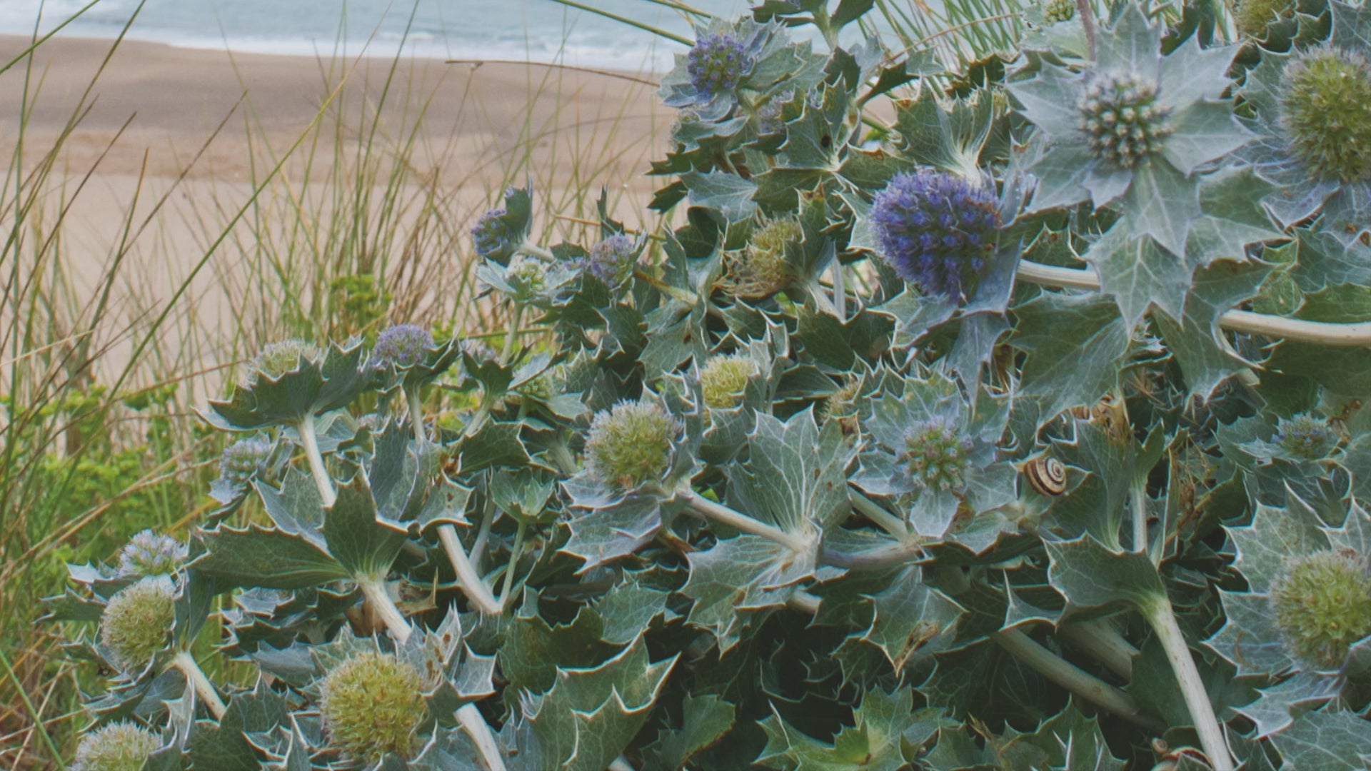 Video animation of a greeting card showing Sea Holly in bloom at Holywell, with the beach and Carter's Rocks in the background