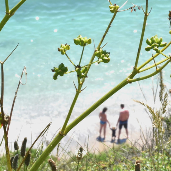 Video animation of greeting card, featuring a very distant image of a young family paddling on a Roseland beach with white sands, turquoise water and the lime green of cow parsley seedheads n the foreground