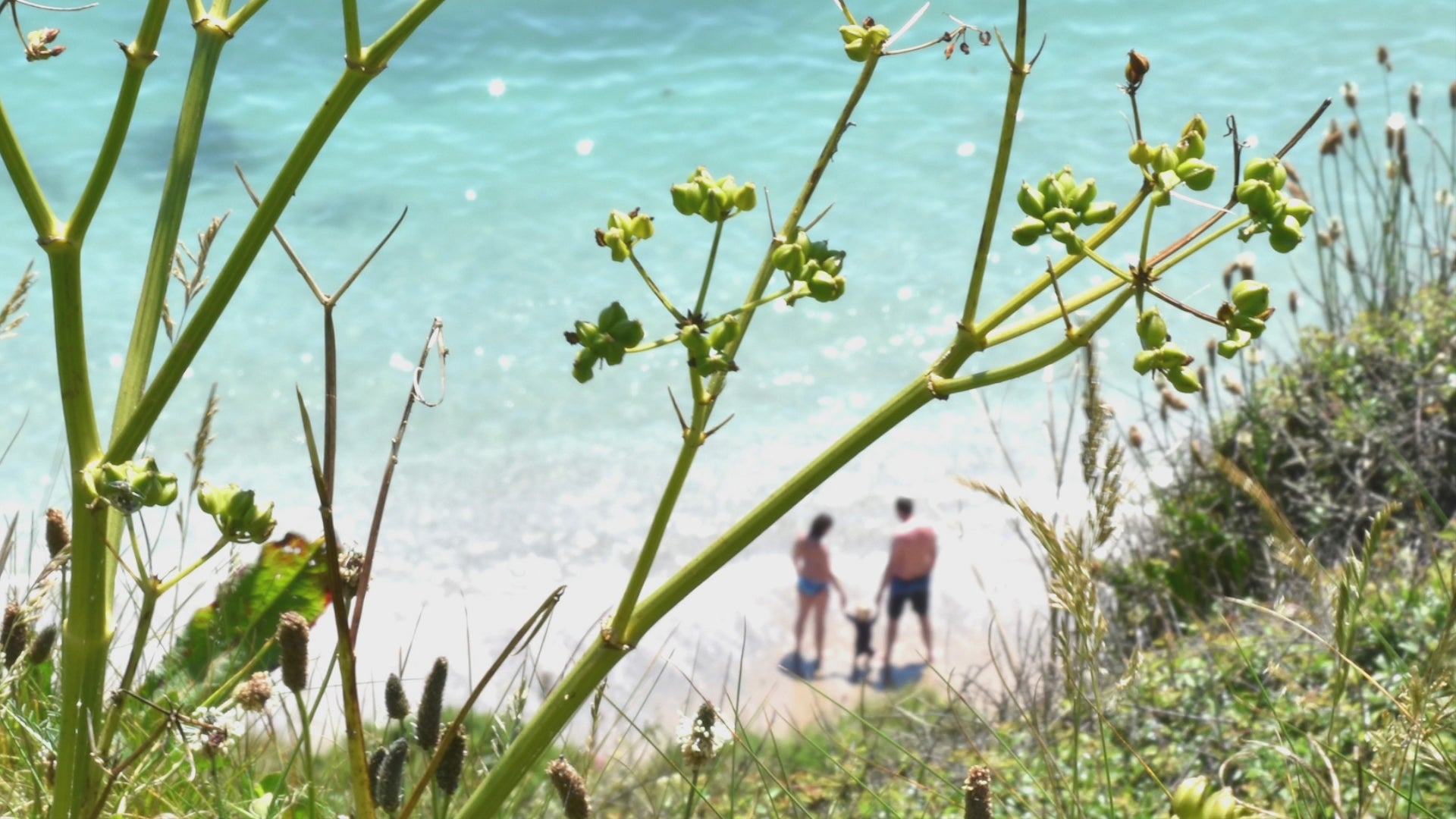 Video animation of greeting card, featuring a very distant image of a young family paddling on a Roseland beach with white sands, turquoise water and the lime green of cow parsley seedheads n the foreground