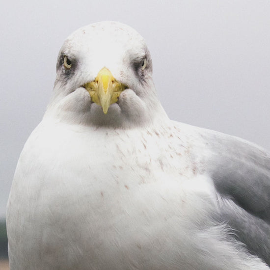 Video animation of a greeting card, featuring a very serious-looking gull staring out, stood in front of the sands of the Camel Estauary