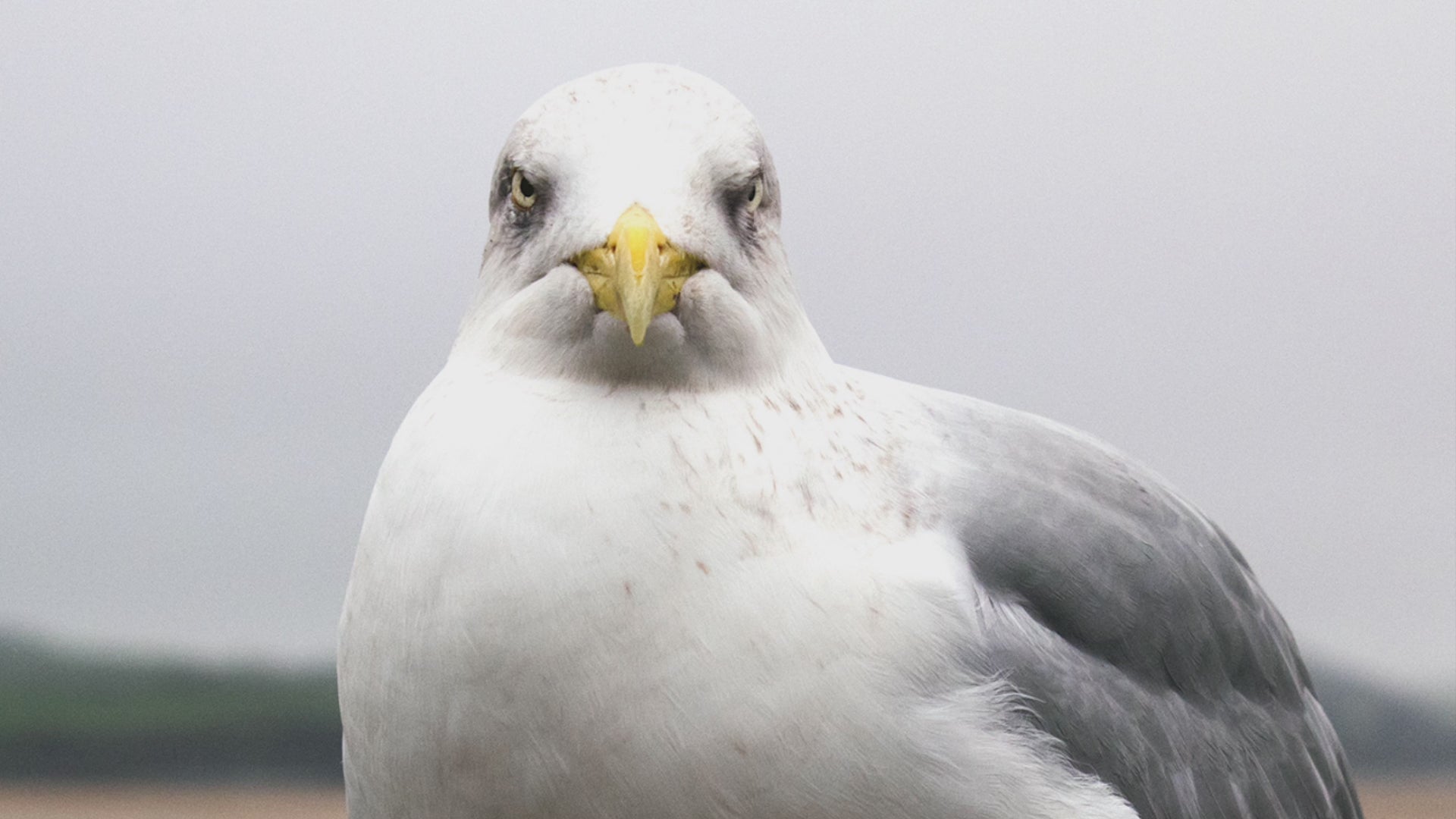 Video animation of a greeting card, featuring a very serious-looking gull staring out, stood in front of the sands of the Camel Estauary