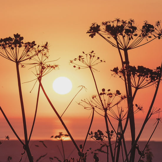 Video animation of greeting card, seedheads silhouetted over a sunset at sea