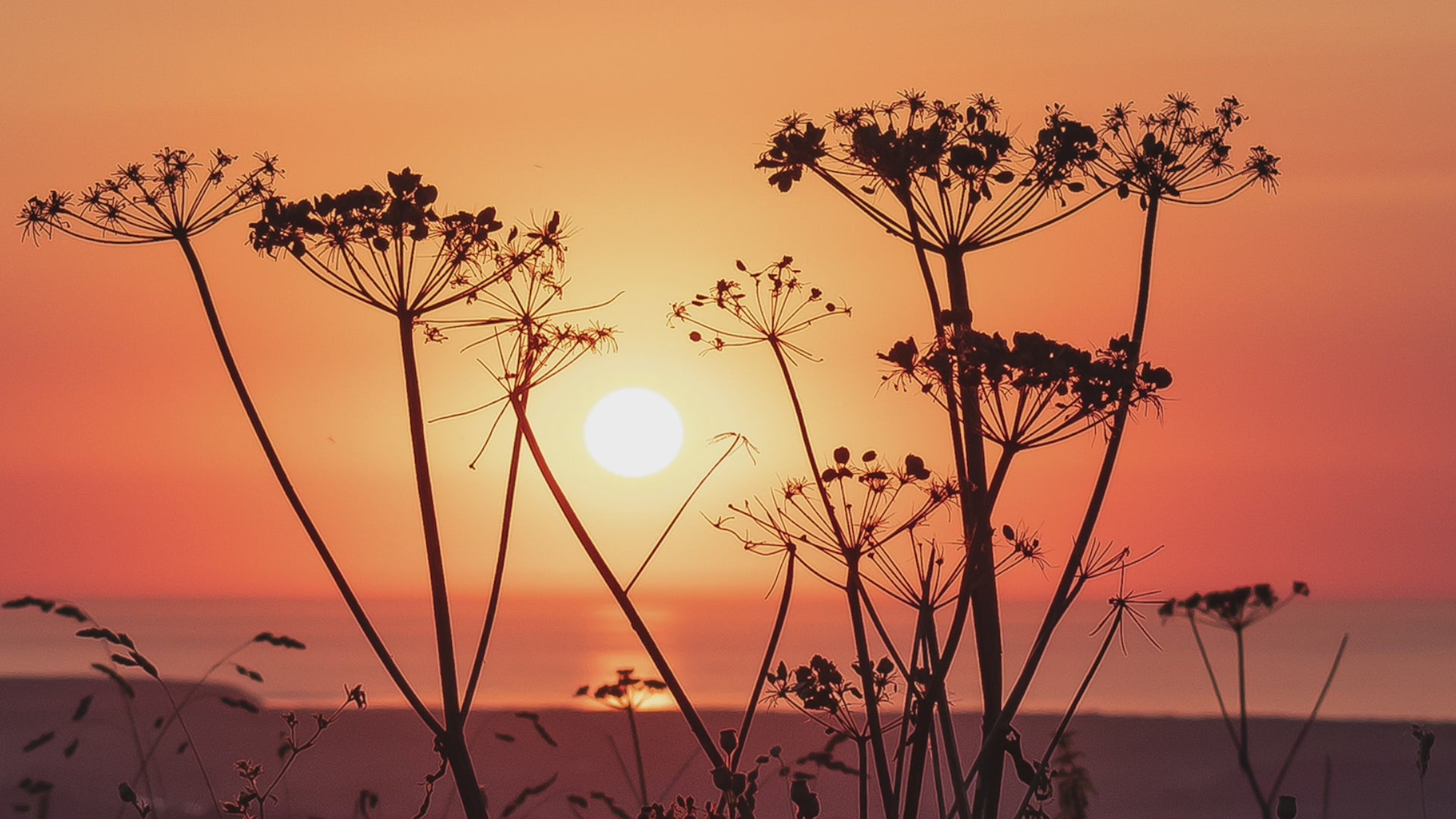 Video animation of greeting card, seedheads silhouetted over a sunset at sea